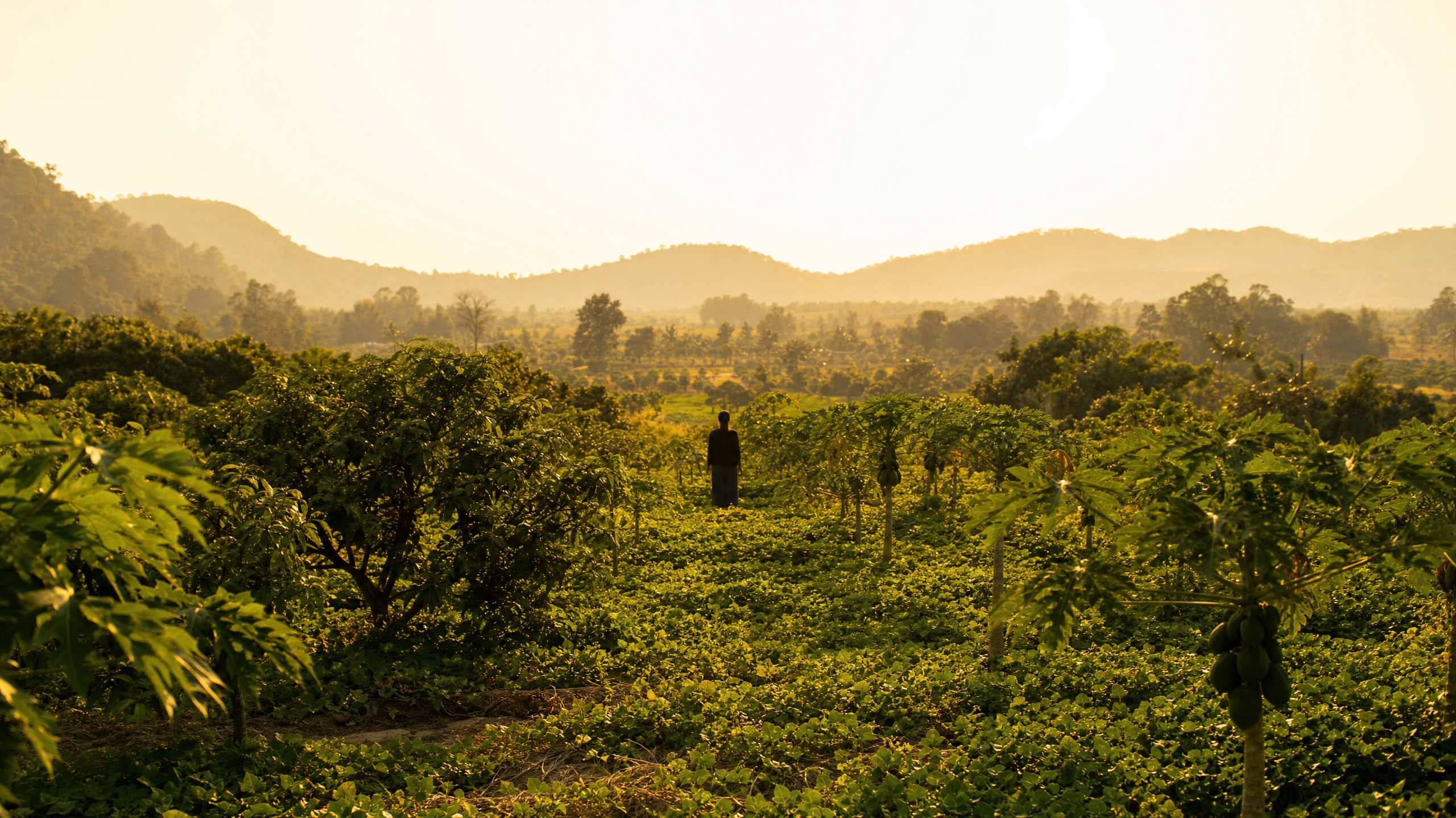 Thai farm at golden hour